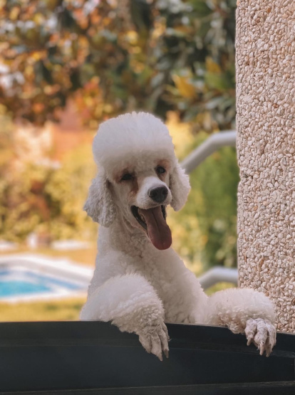 Gossos, gats, canaris, conills...presenta'ns a la teua mascota!