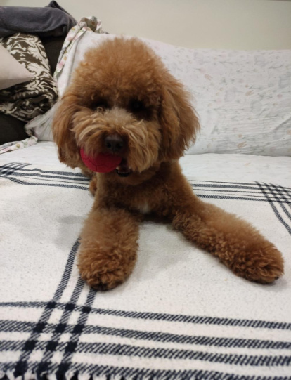 Gossos, gats, canaris, conills...presenta'ns a la teua mascota!