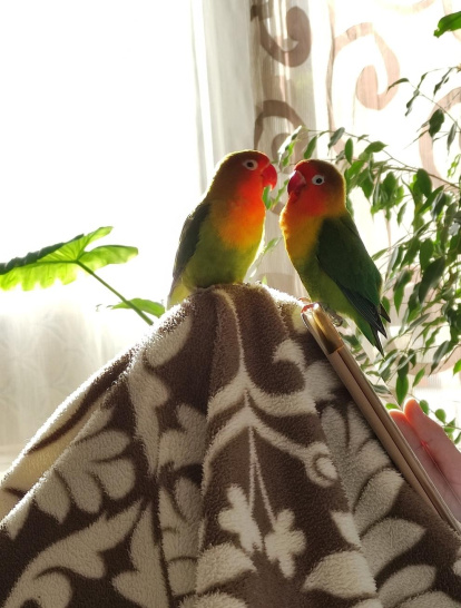 Gossos, gats, canaris, conills...presenta'ns a la teua mascota!