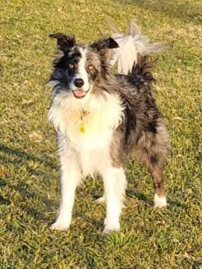 Gossos, gats, canaris, conills...presenta'ns a la teua mascota!