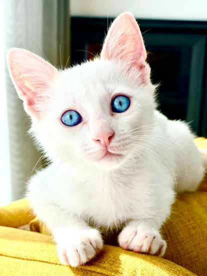 Gossos, gats, canaris, conills...presenta'ns a la teua mascota!