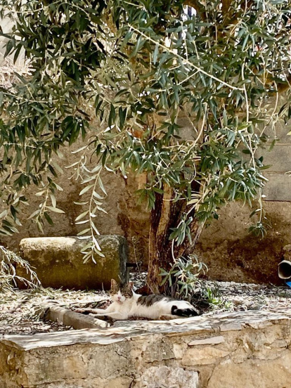 Araceli Forradellas.