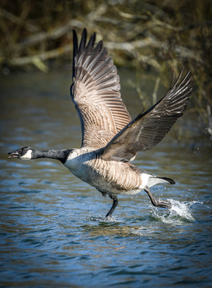 Oca canadenca. És molt atractiva visualment i alhora és una au que competeix amb duresa per l’espai vital