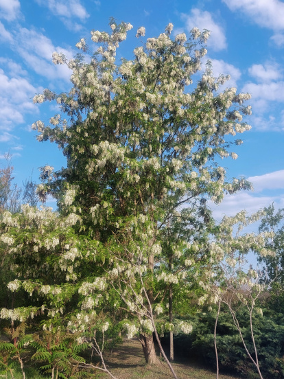 Falsa acàcia. Els arbres exòtics també han saltat de la jardineria domèstica o urbana al medi natural.