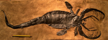 Mixopterus. Artròpode de 70 cm. Té uns 400 milions d’anys