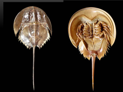 L’actual Limulus. El cranc de ferradura, parent dels escorpins marins, és com un fòssil vivent
