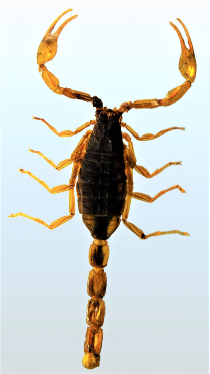 Escorpí actual, el Buthus.