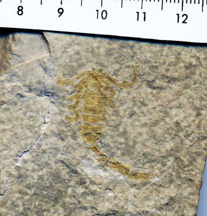 Al Montsec. El fòssil d’un escorpí trobat a les pedreres del Montsec.