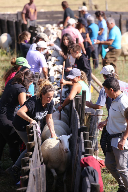 Recompte. Cada final de temporada s’han d’agrupar els corders i fer-ne un recompte exhaustiu i separar els ramats perquè cadascú s’endugui els seus animals.