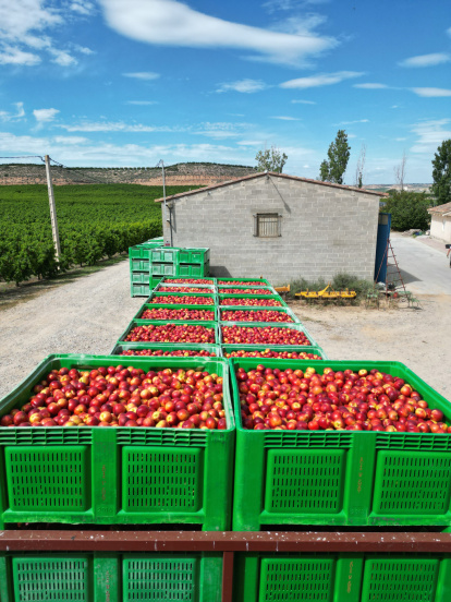 El treball agrícola, amb contrastos de colors i les repeticions, ofereix imatges gràficament impactants que comparteix al perfil d’Instagram @xaviescarp.