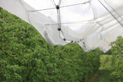 Les xarxes han salvat aquesta finca de Corbins.