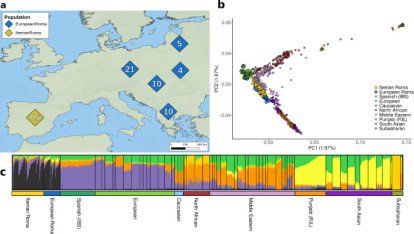 Estructura genética de la población de los grupos gitanos europeos.