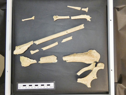 Restes de voltor negre aparegudes al jaciment iberoromà de Serrat dels Espinyers (Isona i Conca Dellà.