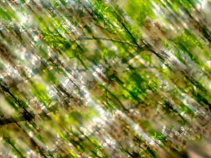 Objectiu. Les imatges tenen la finalitat d’explicar històries profundes basant-se en la dedicació i l’atenció minuciosa dels processos del camp