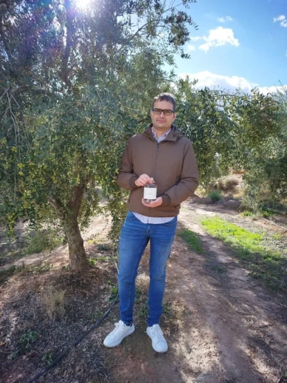 Camps, a les finques d’oliveres que produeixen la varietat arbequina. - GAUDEA