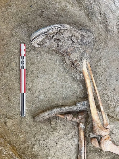 Detall de la fossa de Vila-sana. - DEPARTAMENT DE JUSTÍCIA