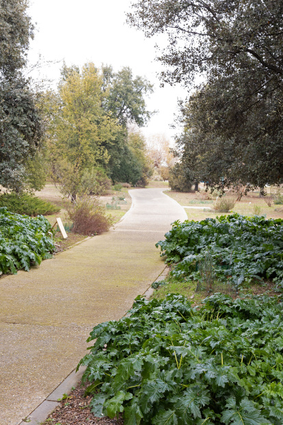 Resiliència d'hivern: arborètum Lleida