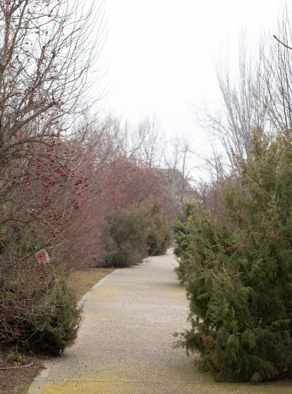 Resiliència d'hivern: arborètum Lleida