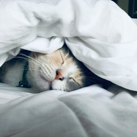 Kate Stone Matheson / Unsplash