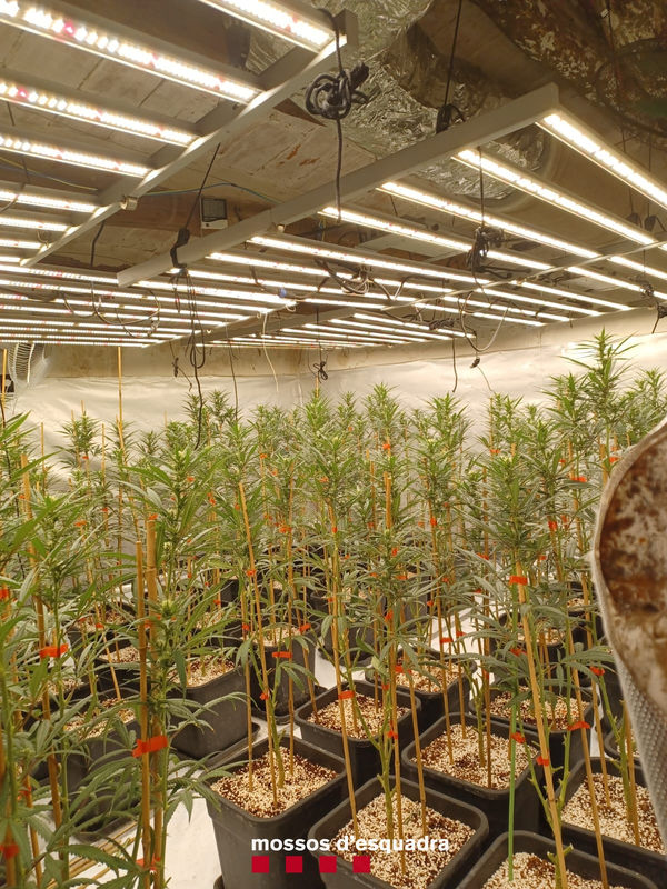 Imagem de uma das plantações desmontadas na segunda -feira em Juncosa e La Floresta. - MOSSOS d'Esquadra