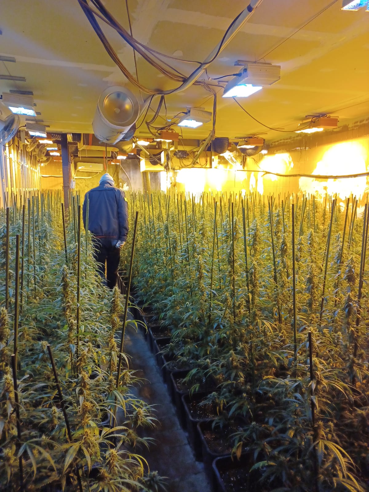 Plantação de maconha desmantelada em um antigo moinho de petróleo em Castelldans